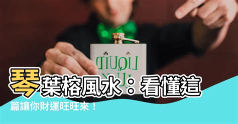 琴葉榕風水陽台|如何按照風水來擺設琴葉榕？（特徵、方位、共同擺設。